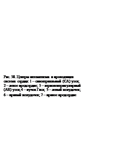 Подпись: Рис. 38. Центры автоматизма и проводящая система сердца: 1 – синоатриальный (СА) узел; 
2 – левое предсердие; 3 – атриовентрикулярный (АВ) узел; 4 – пучок Гиса; 5 – левый желудочек; 
6 – правый желудочек; 7 – правое предсердие
