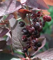 Prunus-virginiana-Schubert-4