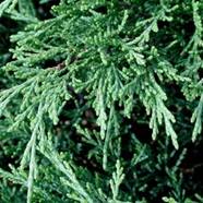 JuniperusSabinaGlauca_01_thumb