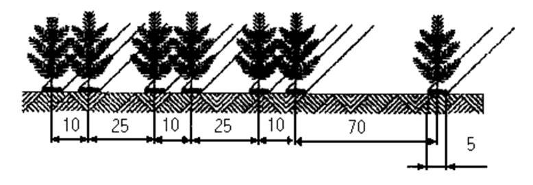 Расстояние хвойная. Схема посадки хвойных. Схема посадки лесных культур сосны. Схема размещения сеянцев сосны обыкновенной. Схема посадки сеянцев сосны обыкновенной.