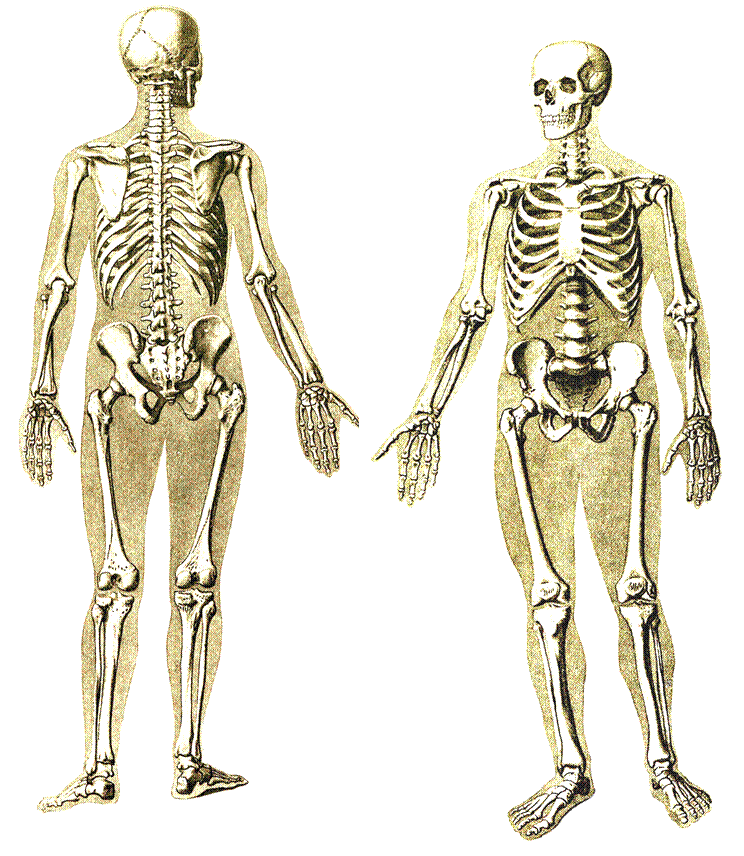 Строение скелетной системы. Опорная система скелет анатомия. Костная система человека скелет. Опорно двигательная система скелет.