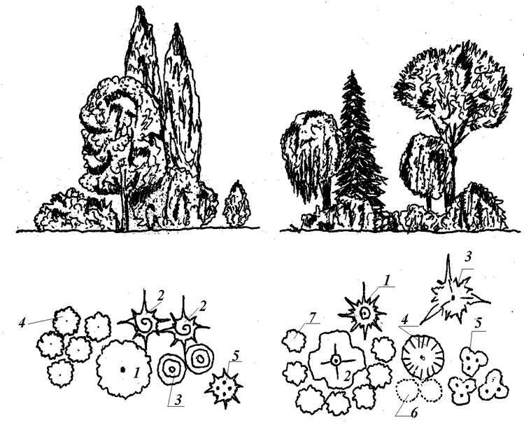 5 группа деревьев. Схема посадки древесно кустарниковых растений. Древесно-кустарниковые композиции схемы. Композиция насаждений вид сбоку и сверху. Композиция из деревьев и кустарников.