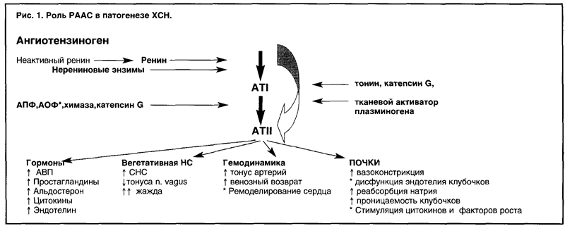 Схема патогенеза артериальной гипертензии с учетом роли ренин ангиотензин альдостероновой системы