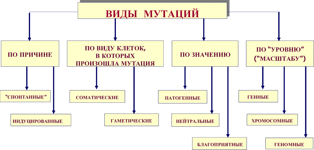 Мутации по генотипу. Причины мутаций схема. Таблица типы мутаций биология 9 класс. Схема классификации мутаций хромосомные геномные. Типы мутаций таблица.