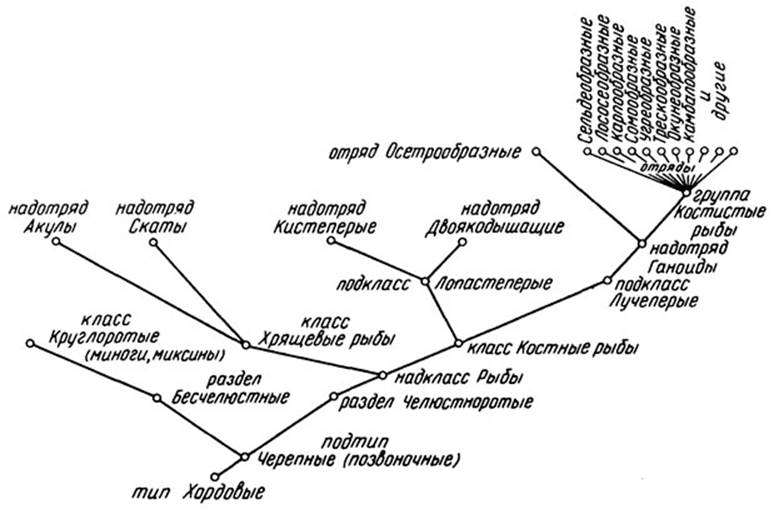 Рис. 1. Положение основных групп рыб в системе животных (по Наумову, Карташеву, 1979, с сокращениями)