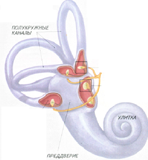 Жидкость полукружного канала. Сенсорная система вестибулярного аппарата. Лабиринт вестибулярный аппарат. Полукружные каналы внутреннего уха рисунок. Улитка вестибулярный аппарат.