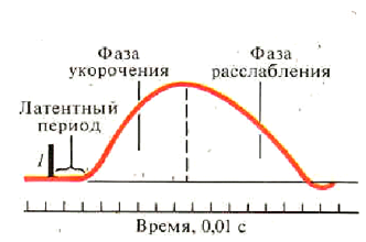 Фазы сокращения. Латентный период фаза укорочения фаза расслабления. Фаза релаксации. Латентное время реакции фазы. Длительность одиночных сокращений икроножной.