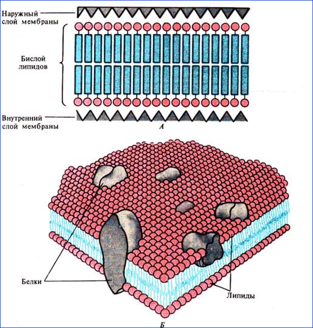Мембрана возбудимой клетки. Поляризация клеточной мембраны. Модель мембраны клетки. Поляризация мембраны клетки. Мембрана қызметі.
