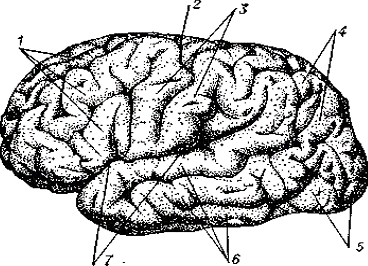 Центральная извилина мозга. Борозды и извилины коры больших полушарий. Головной мозг вид сбоку прецентральная борозда. Извилины коры головного мозга. Центральная борозда полушария большого мозга.
