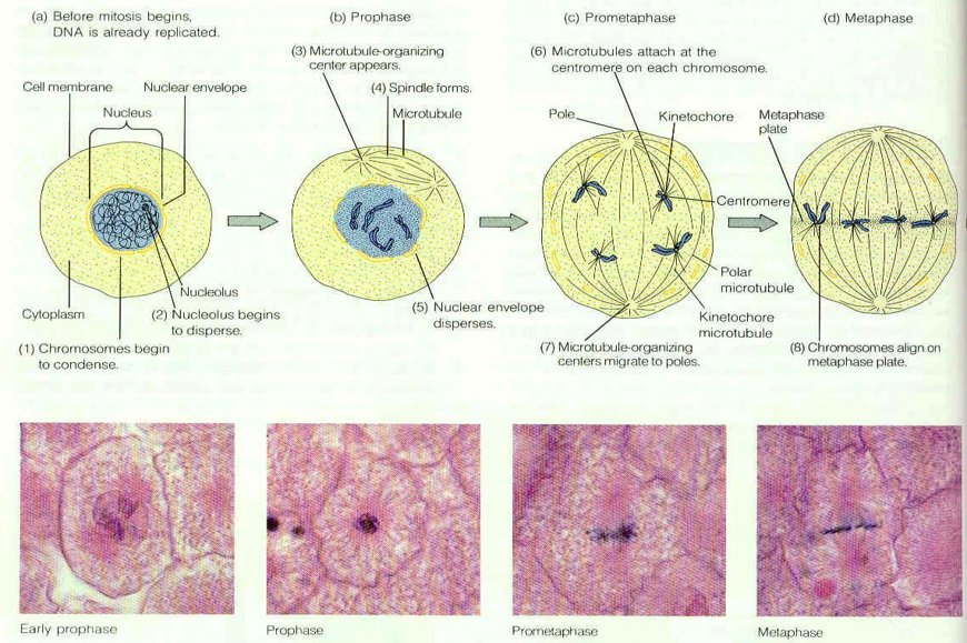 Плотное образование внутри клетки. Митоз. Тип деления фаза деления количество генетического материала. В какой фазе происходит образование диплоидных клеток. Колепсы стадии деления.
